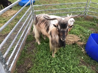 Miniature Breeding Buck 