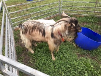 Miniature Breeding Buck 