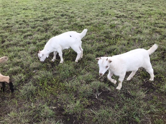 Australian Miniature Goat Kids 