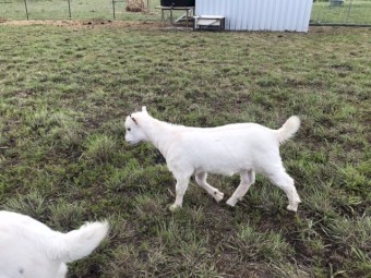 Australian Miniature Goat Kids 