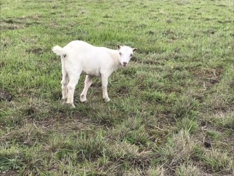 Australian Miniature Goat Kids 