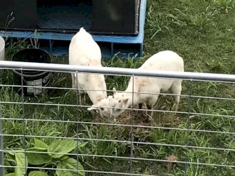 Australian Miniature Goat Kids 