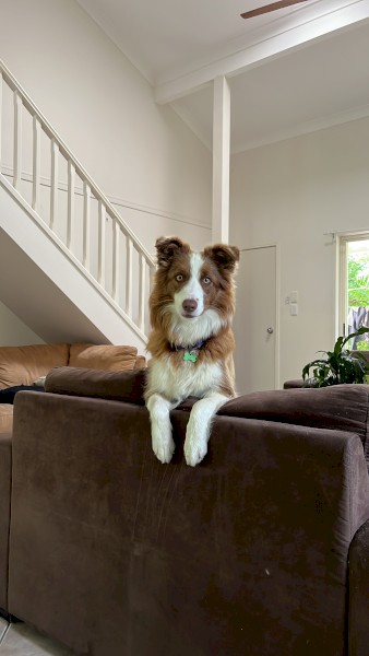 Border Collie re home