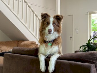 Border Collie re home