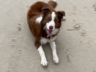 Border Collie re home