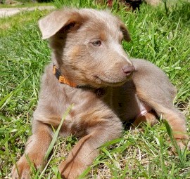 Fawn and Tan Australian Kelpie pup