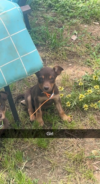 Australian kelpie pups