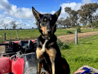 Australian kelpie pups