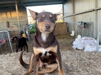 Australian kelpie pups