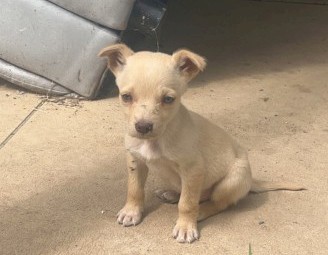 Australian kelpie pups
