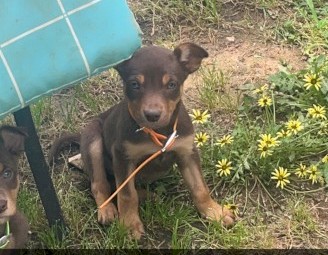 Australian kelpie pups