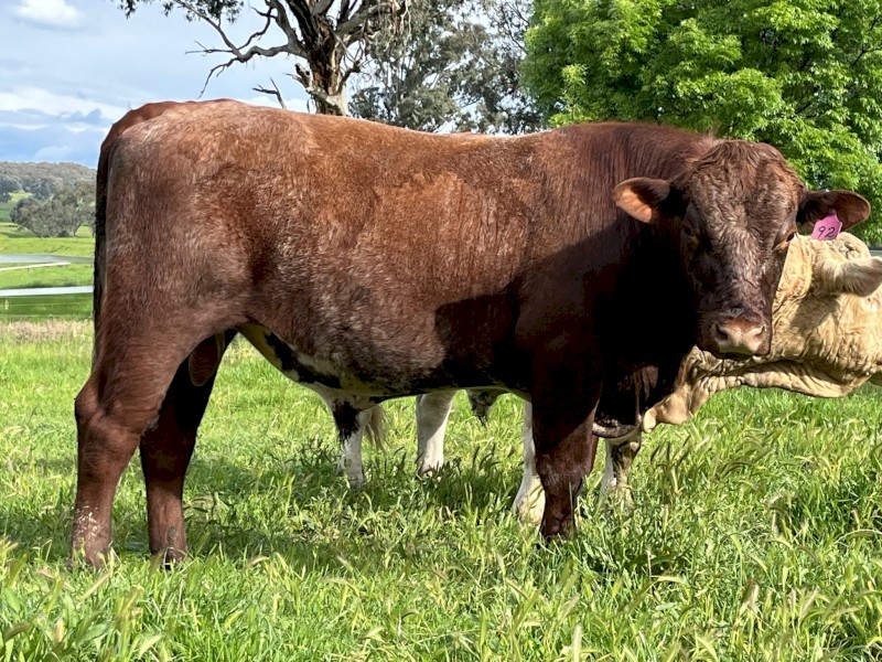 Shorthorn Bull - rising 2 year old Yambergan bloodline