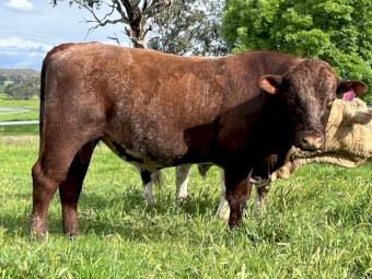 Shorthorn Bull - rising 2 year old Yambergan bloodline