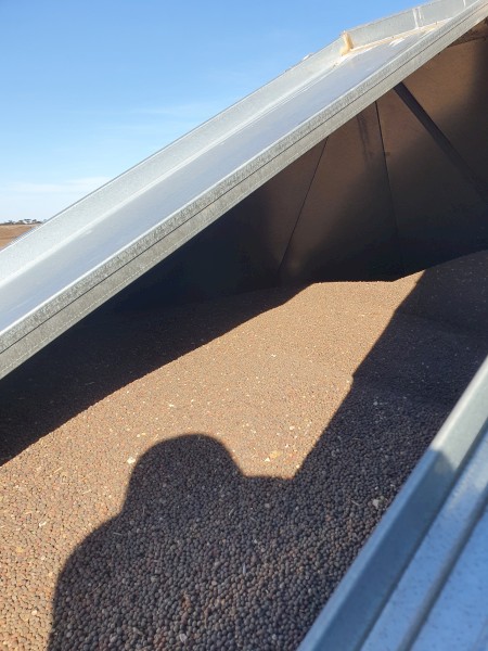 25mt Rasina Vetch Seed