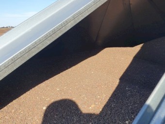 25mt Rasina Vetch Seed