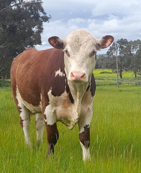 16 Month old Hereford Bull - Iron Morning Storm S001