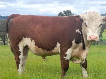 16 Month old Hereford Bull - Iron Morning Storm S001