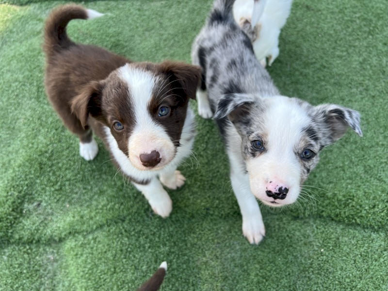 Border Collie Pups - Purebred