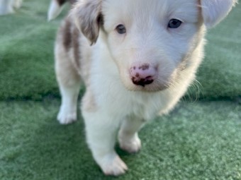 Border Collie Pups - Purebred