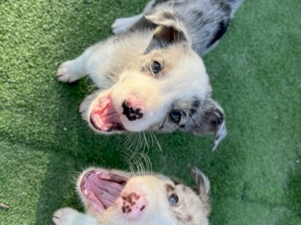 Border Collie Pups - Purebred