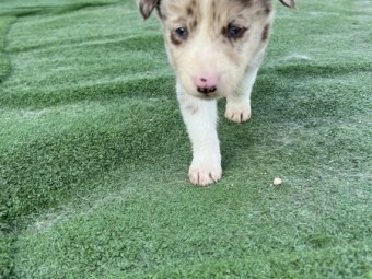 Border Collie Pups - Purebred