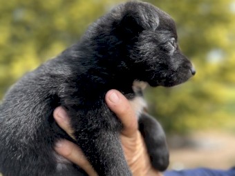 Border collie x kelpie