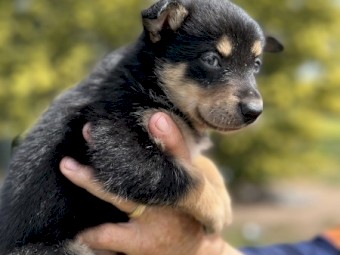 Border collie x kelpie