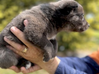 Border collie x kelpie
