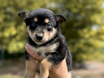 Border collie x kelpie