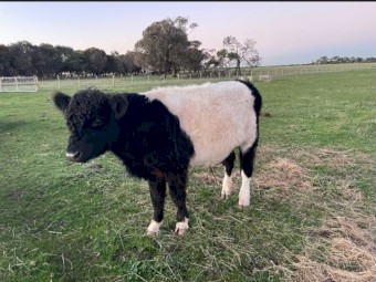Angus x Galloway Bull