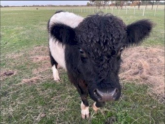 Angus x Galloway Bull