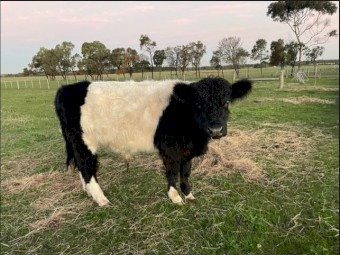 Angus x Galloway Bull