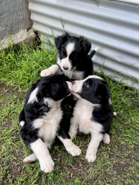 Pure Bred Border Collie Pups 3 M 1 F
