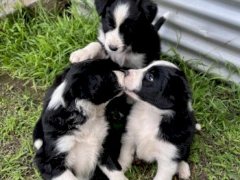 Pure Bred Border Collie Pups 3 M 1 F