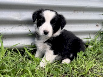 Pure Bred Border Collie Pups 3 M 1 F