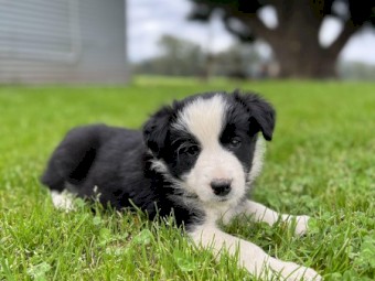 Pure Bred Border Collie Pups 3 M 1 F