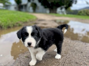 Pure Bred Border Collie Pups 3 M 1 F