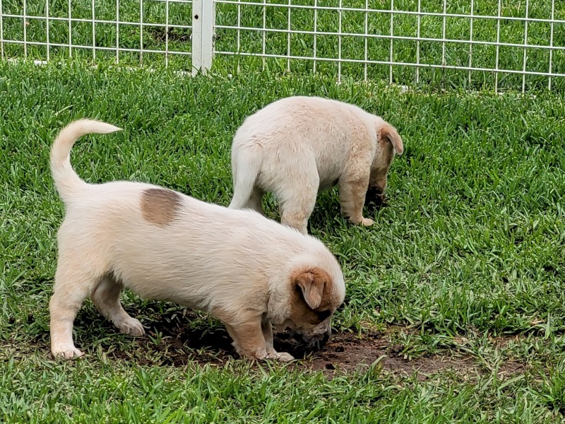 Red Heeler Pups