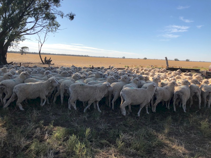148 x Merino Ewes