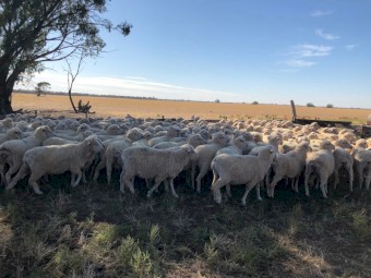 148 x Merino Ewes