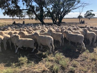 148 x Merino Ewes