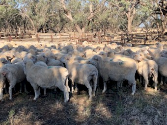 148 x Merino Ewes