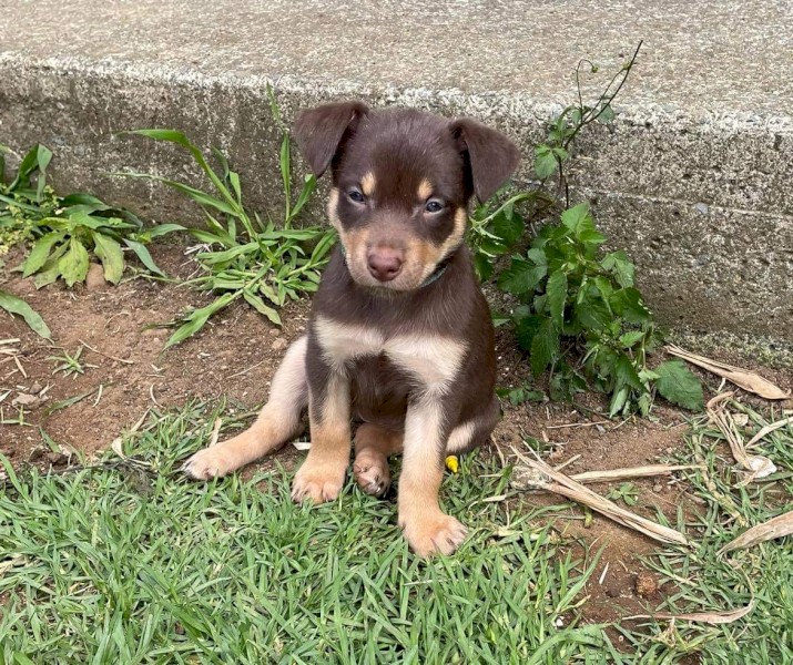 Kelpie Puppies for sale