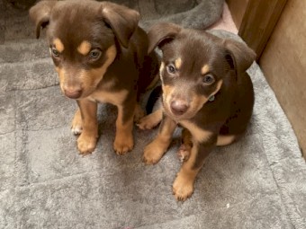 Kelpie Puppies for sale