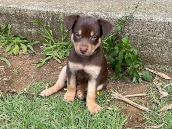 Kelpie Puppies for sale