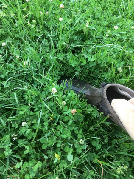 Sheep, lamb or cattle agistment available.