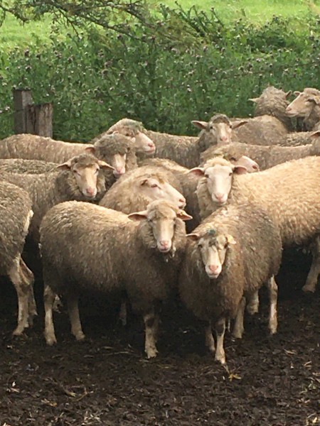 150 16 month old first cross ewes