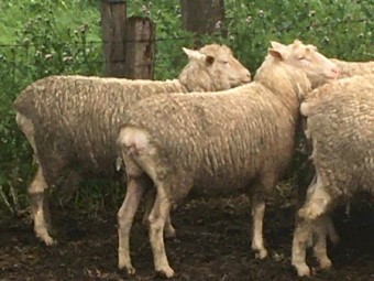 150 16 month old first cross ewes