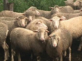 150 16 month old first cross ewes