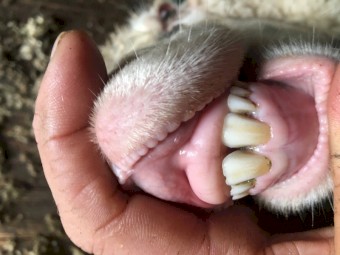 150 16 month old first cross ewes